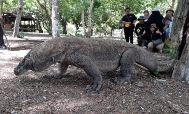 komodo dragos tour