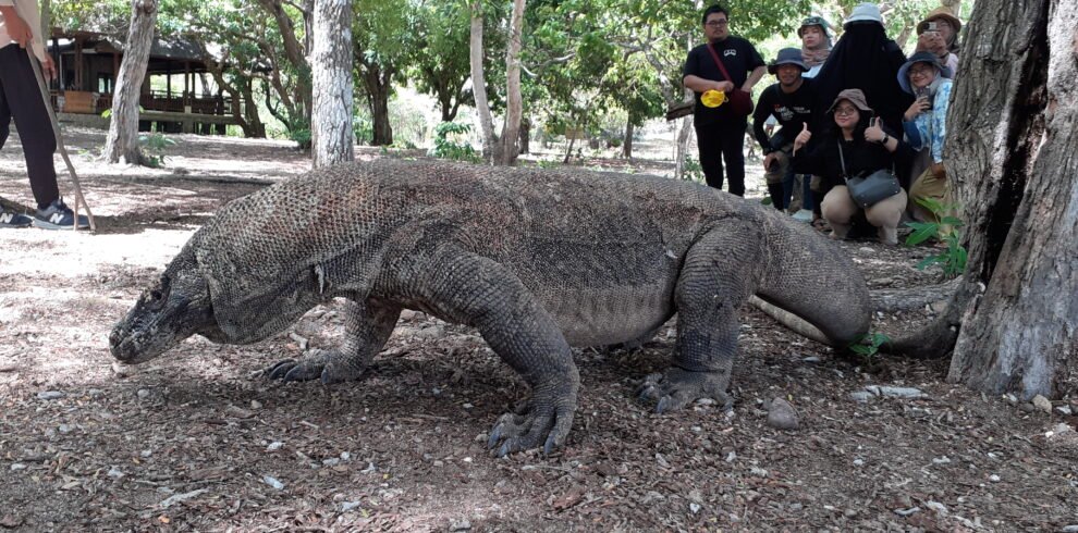 komodo dragos tour